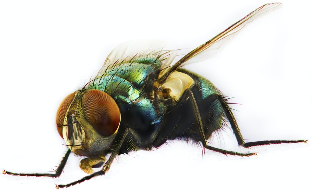 ciekawostki o muchach